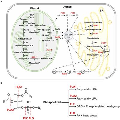 Applications and prospects of genome editing in plant fatty acid and triacylglycerol biosynthesis